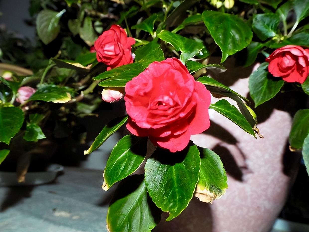 玻璃翠的养殖方法和注意事项,玻璃翠的养殖方法及注意事项