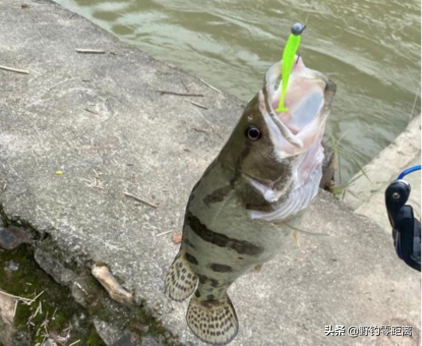 台钓钓到大鱼该怎么跟他溜鱼,台钓鳜鱼选位怎么选最好