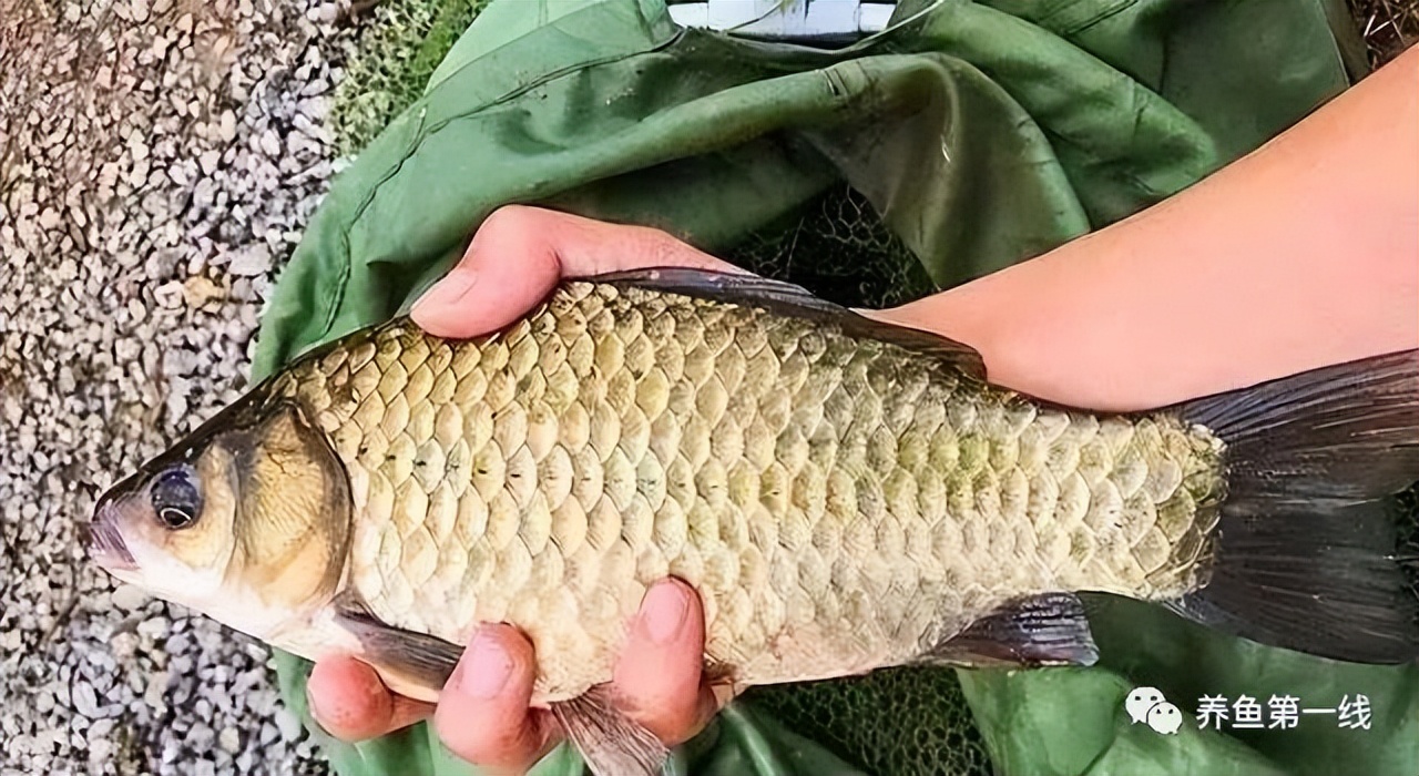 鱼饲料中的主要营养成分,鱼类饲料