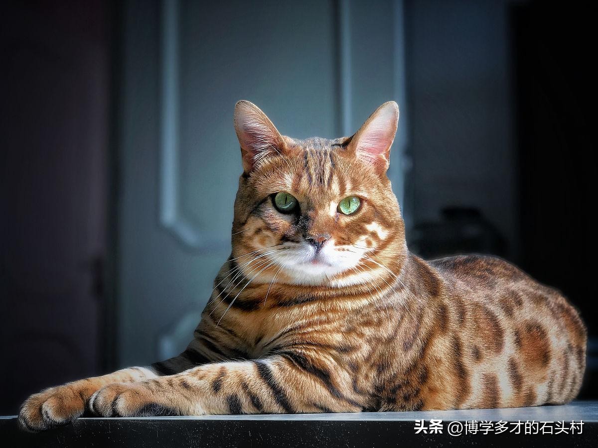 猫咪手攥玫瑰的表情什么意思,为什么猫咪没有喜怒哀乐的表情