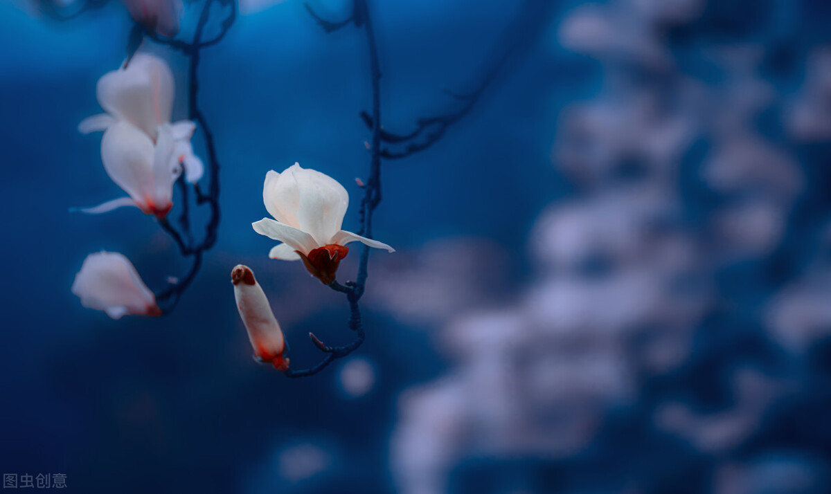 心若从容便是优雅的句子,愿岁月静好优雅而从容