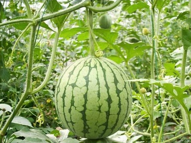 西瓜打针是真的吗,西瓜打针变甜是真的吗