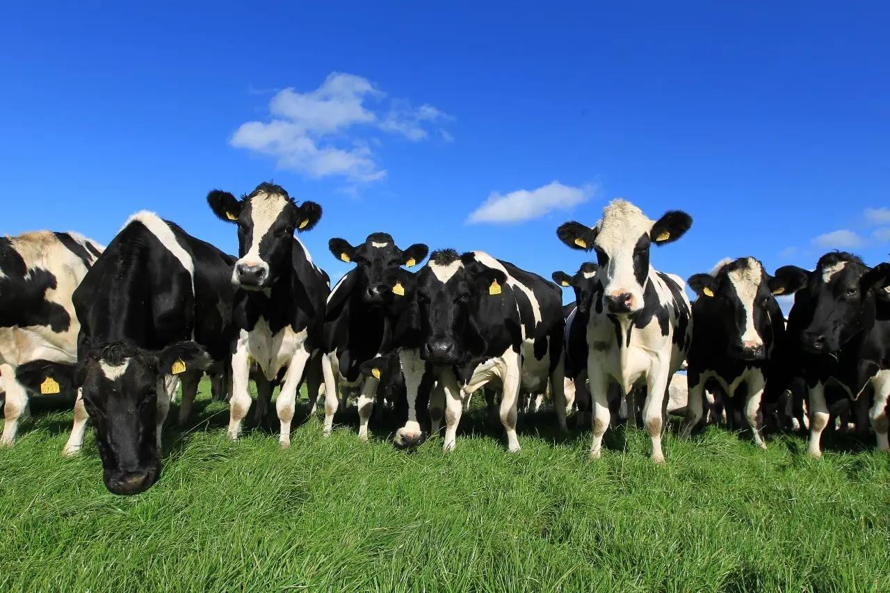 真的不是玩笑！牛羊打嗝、放屁真的要征税了，新西兰做法大有深意