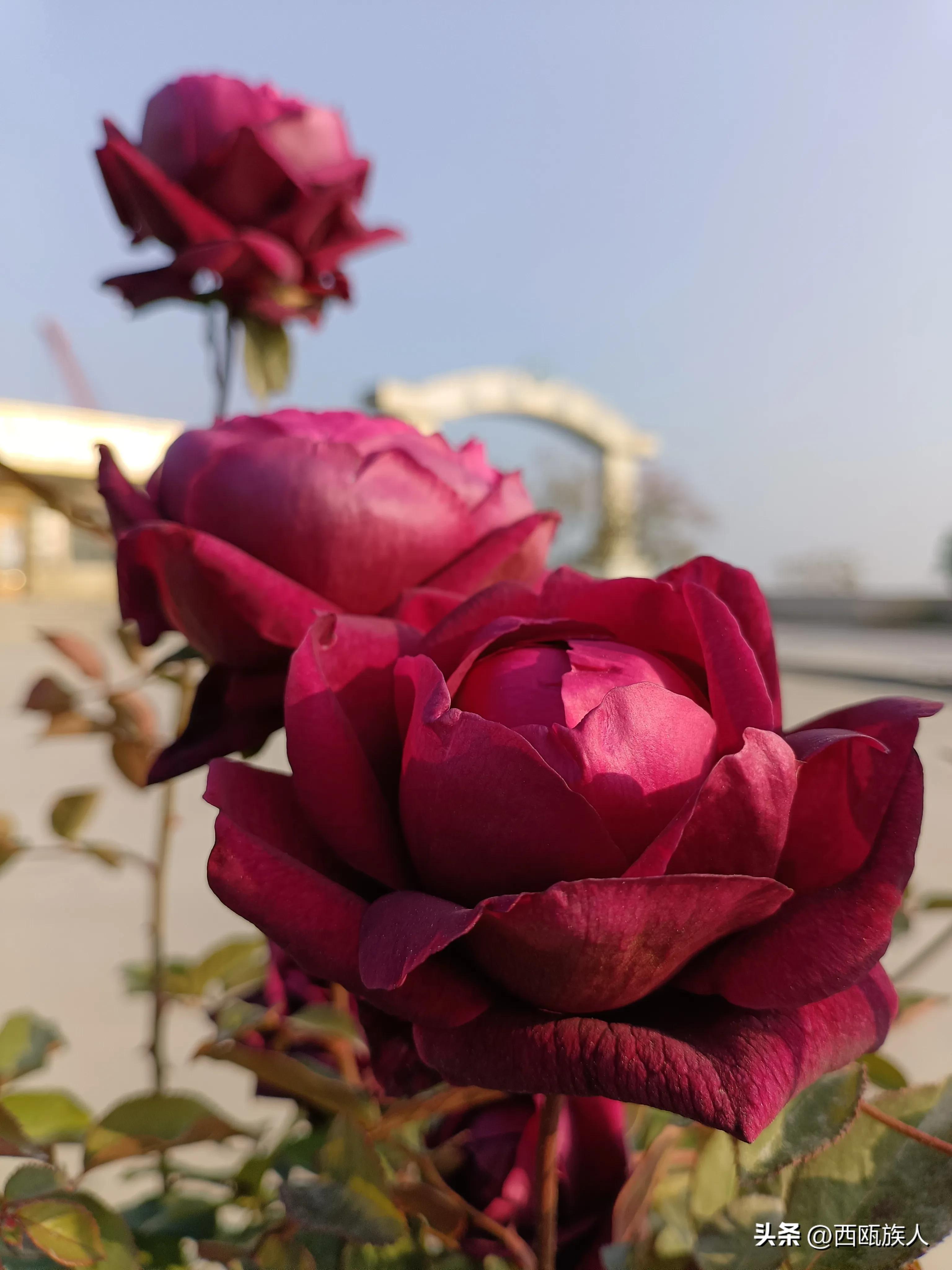 深红色月季城堡,神秘月季花