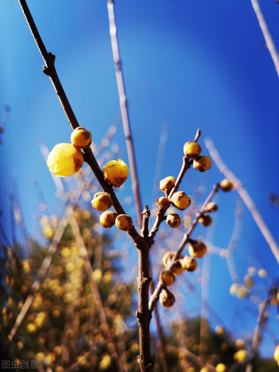 真正的梅花香自苦寒来,梅花香自苦寒来不一样的美