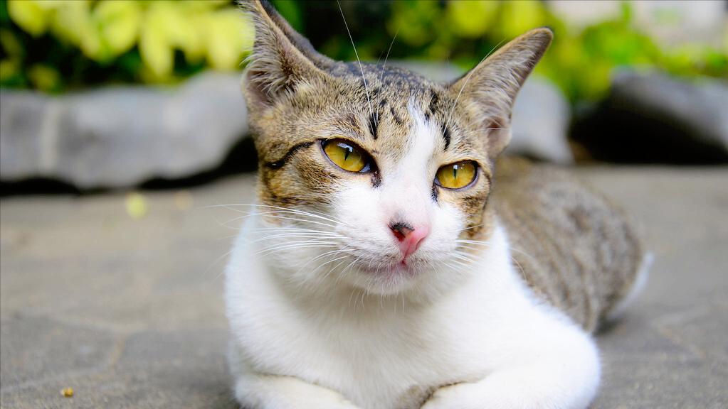 再养一只猫可以解决猫咪挑食吗,猫咪有什么特点铲屎官一定要知道