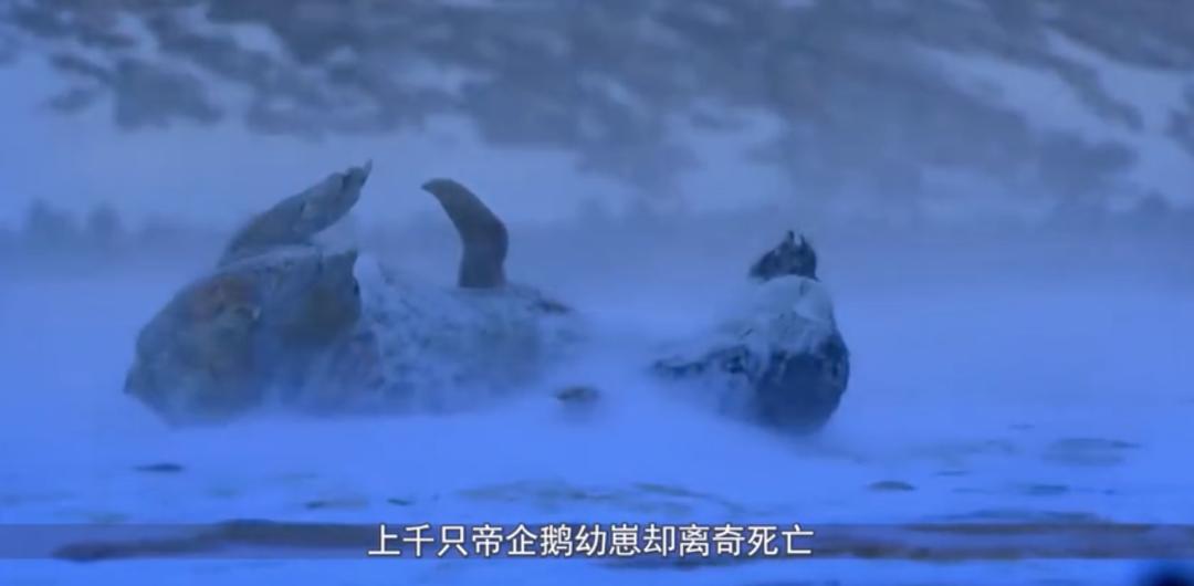 极端高温怎么解决啊,极端温度灾害主要有