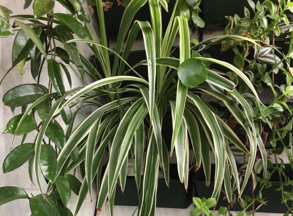 金边吊兰怎么养才能整齐爆盆,怎么把金边吊兰养得又矮又壮