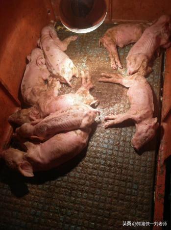 猪场所有猪突发全部拉稀,猪场治疗拉稀的药