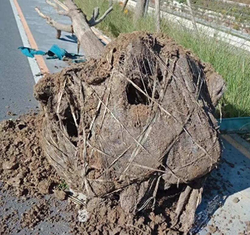 保证树木成活率,西堤路树木带包装种植效果显著