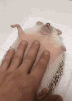 养猫养狗都养不活,养狗养猫养蜘蛛