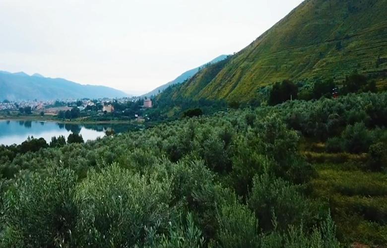 丽江程海之滨：万亩油橄榄装饰了我的梦