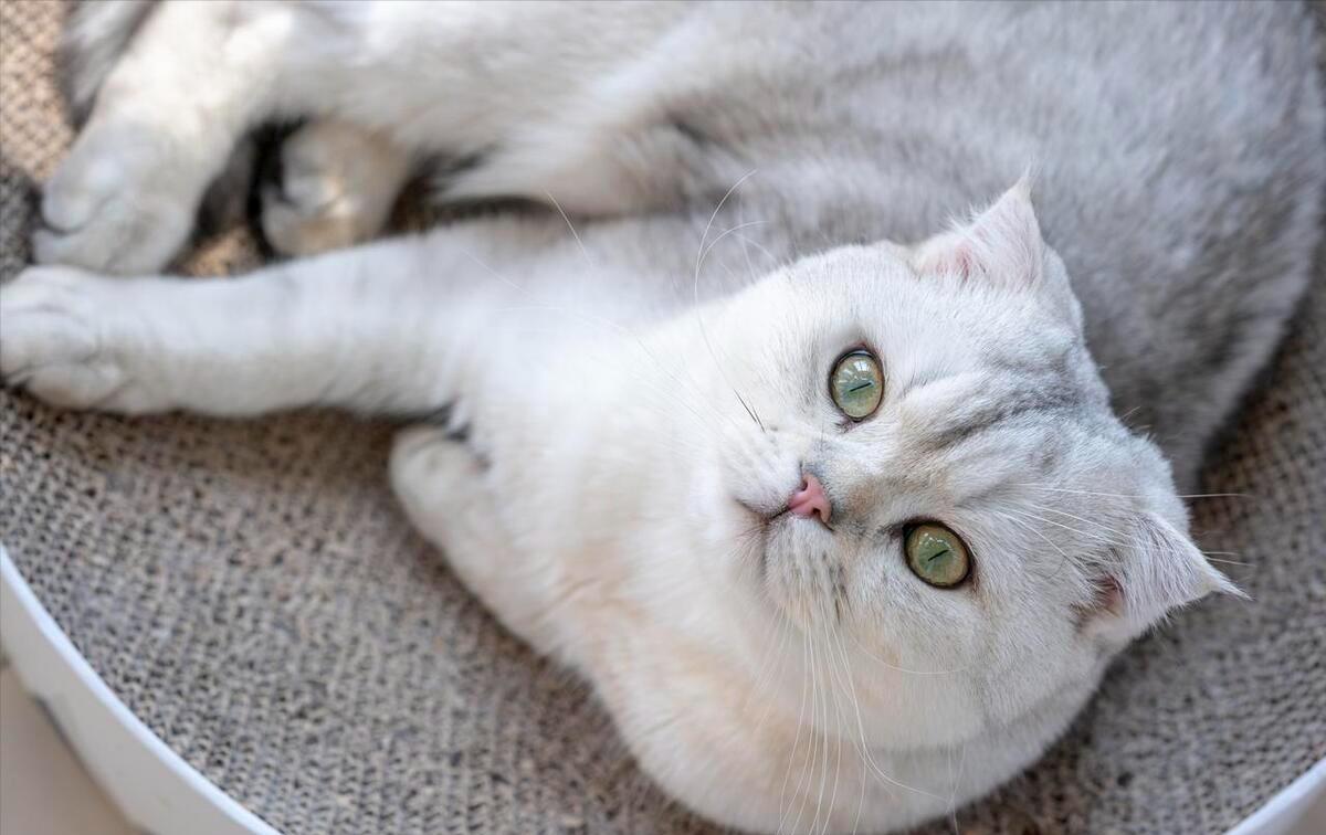 铲屎官回了老家结果给猫喂了猫粮,新手铲屎官注意让猫咪远离毒猫粮