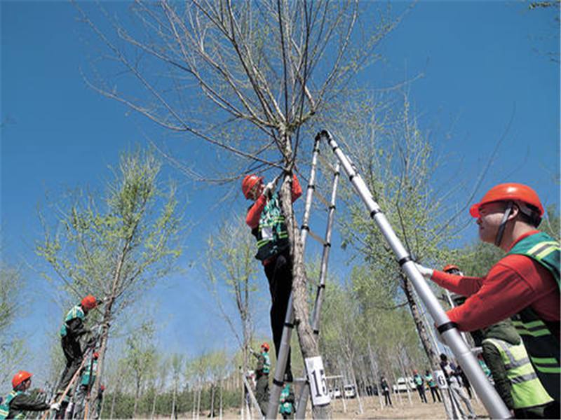 公路行道树修剪规范标准,关于道路行道树修剪的情况说明