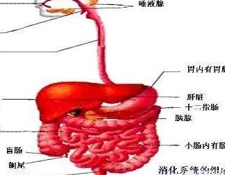我们从嘴到肛门有多长，从外面看是不到1米，里面呢？