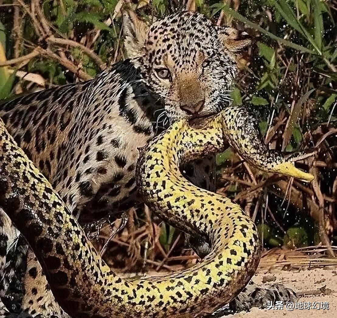 35张悲惨动物照：悲惨小象被捕兽夹弄断鼻子，章鱼被塞进西瓜做菜