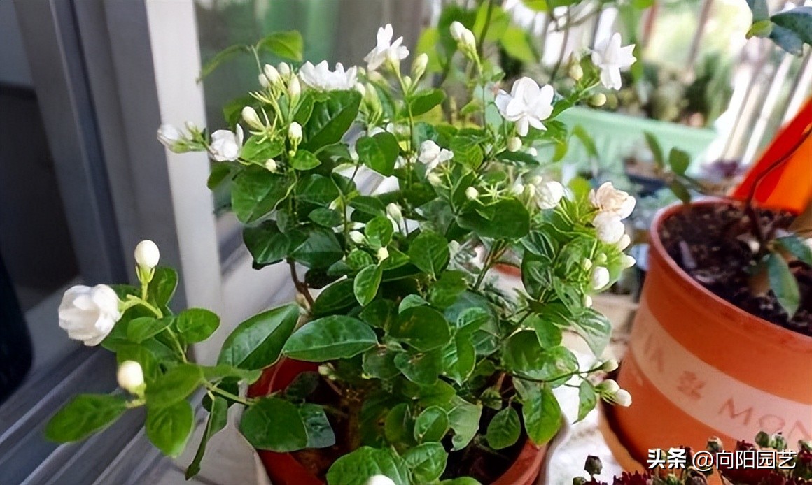 你知道茉莉如何养护才能开爆花吗,茉莉能在三十多度阳光下暴晒吗