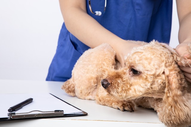 狗狗的冷知识你必须了解,关于狗狗的冷知识你知道多少呢