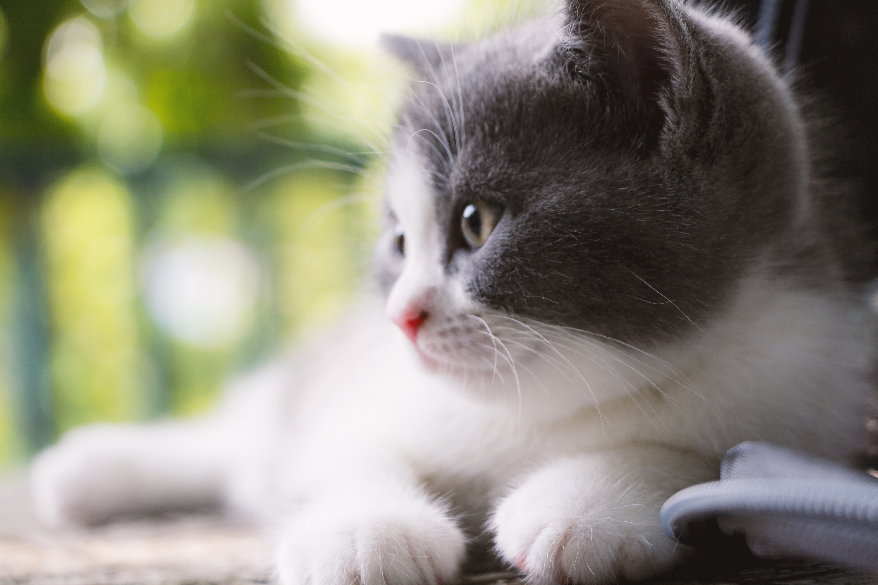 铲屎官注意猫咪这个部位也需护理,如果猫咪出现了心理疾病会抽搐吗