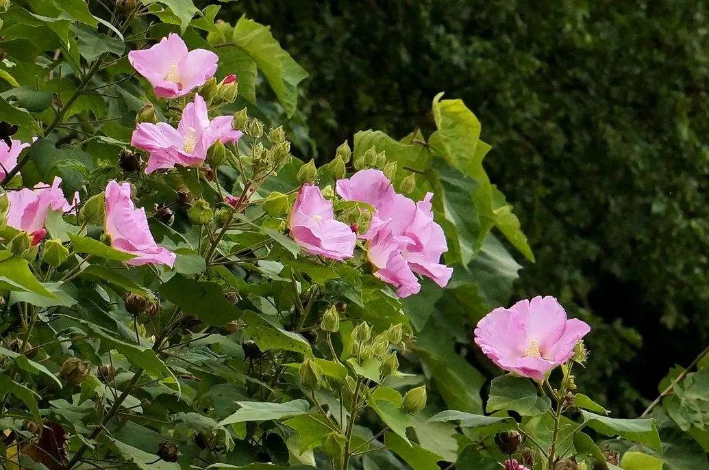 一根枝条扦插生根,随便一根枝条便能扦插成活