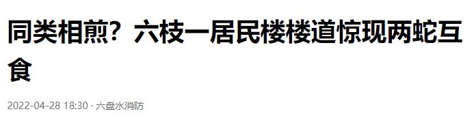 恐怖剧毒蛇吃蛇上演毒蛇互吞大战,罕见蛇吃蛇