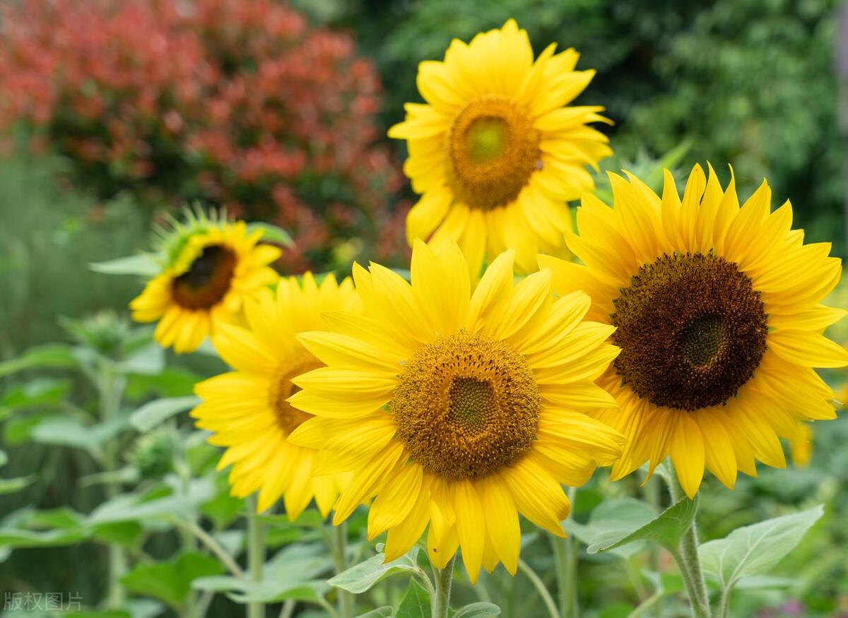 迎着太阳开的“大脸花”，连开100多天