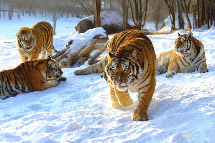 各国的国宝和国鸟都是什么,中国十大国宝珍稀鸟