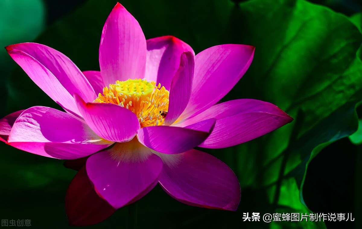 出淤泥而不染濯清涟而不妖深意,出淤泥而不染濯清涟而不妖相似词