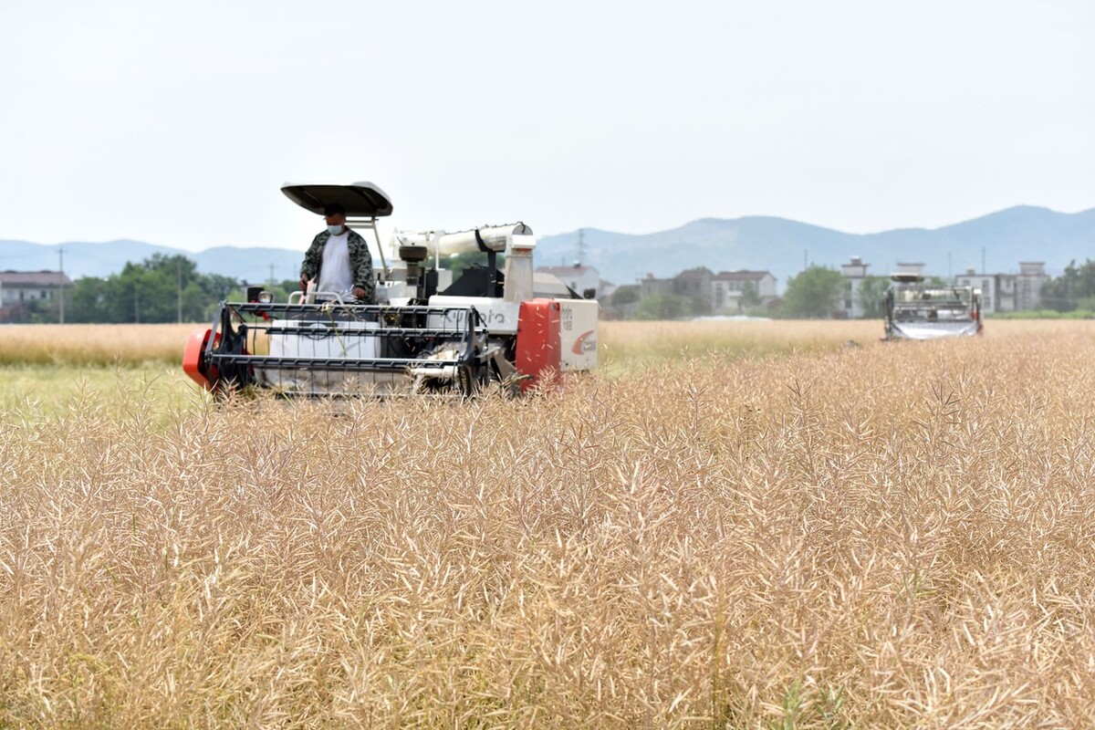 沃得轮式收割机与雷沃谷神对比,雷沃谷神rg70履带收割机参数