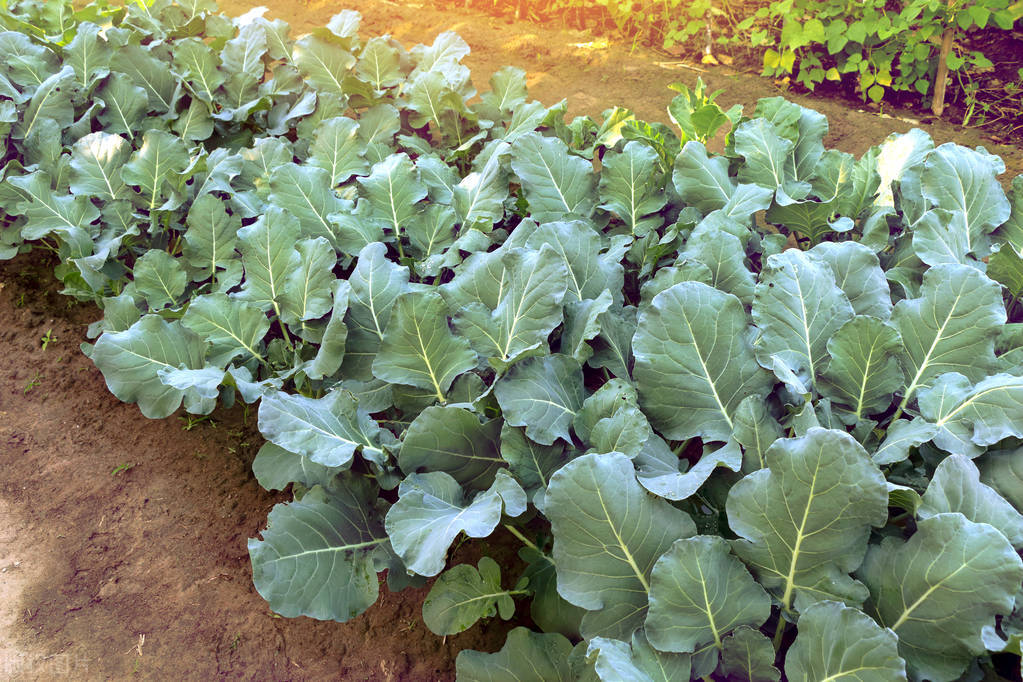大棚西兰花种植,西兰花种植管理与病虫害防治