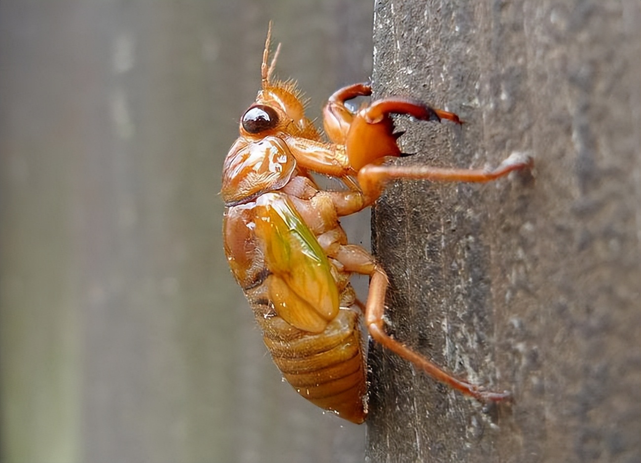 吃知了猴好还是吃补药好,体虚能吃知了猴吗