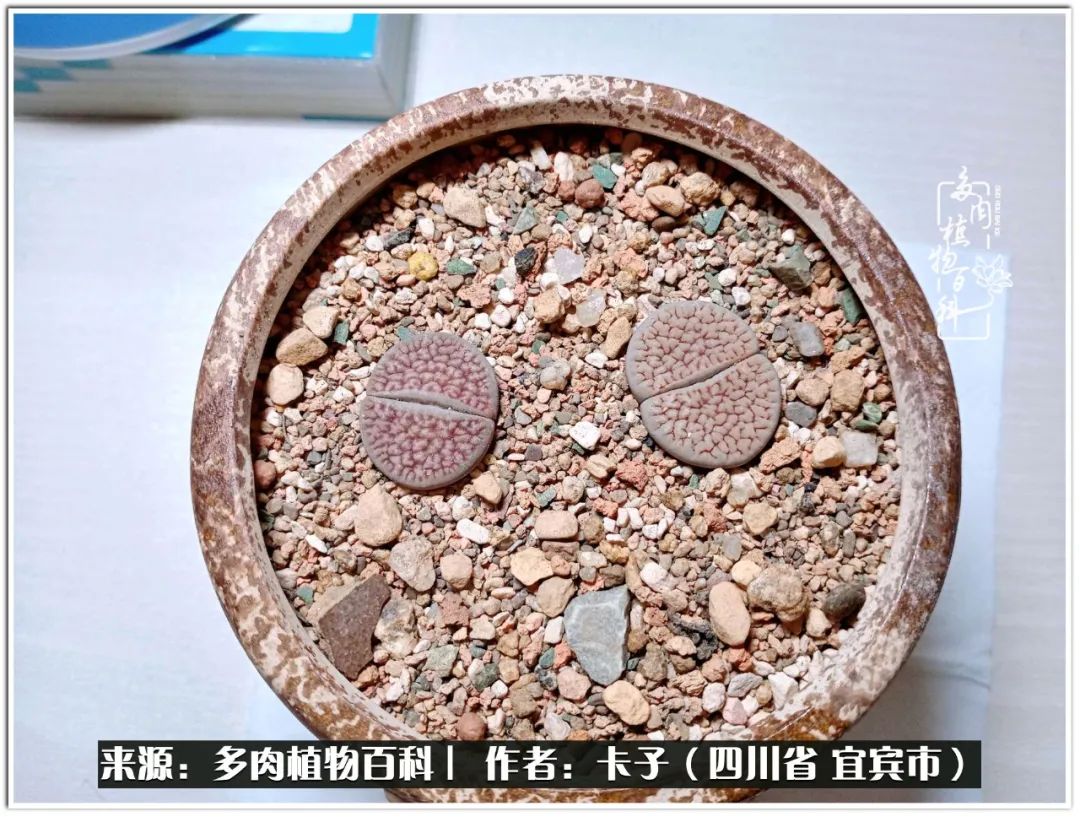 送我一轮明月文案,送我一轮明月