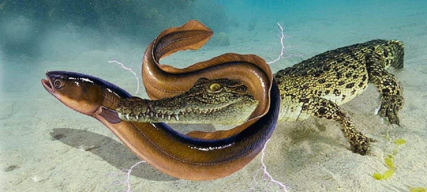 电鳗被称为水中高压线,海底高压线电鳗