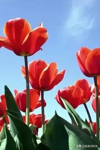 绝美郁金香花图片,绝美郁金香图片大片