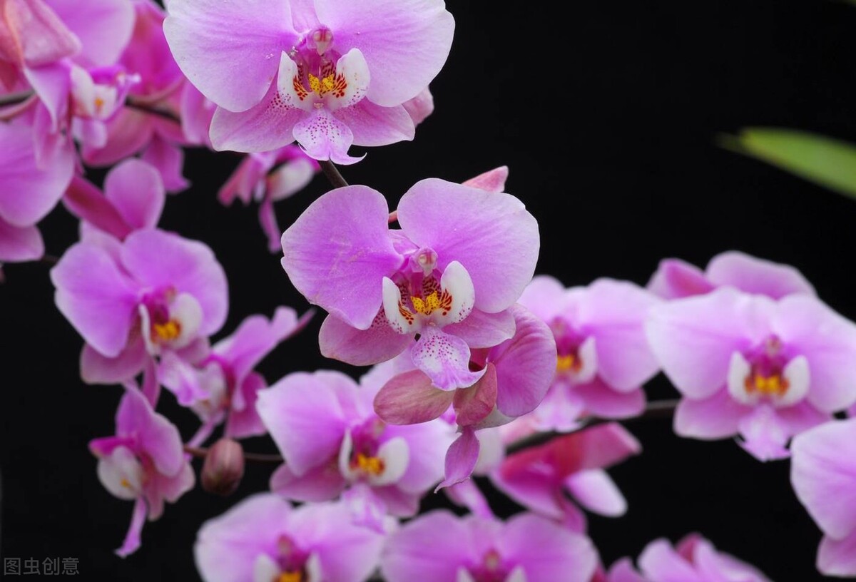 中国古典十大花卉,中国传统十大花卉有哪些