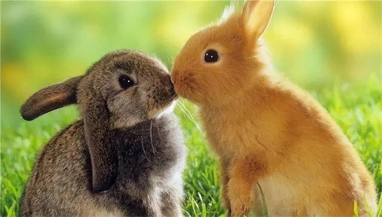 澳大利亚野兔泛滥成灾体重近百斤,澳大利亚野兔成灾野兔上百斤