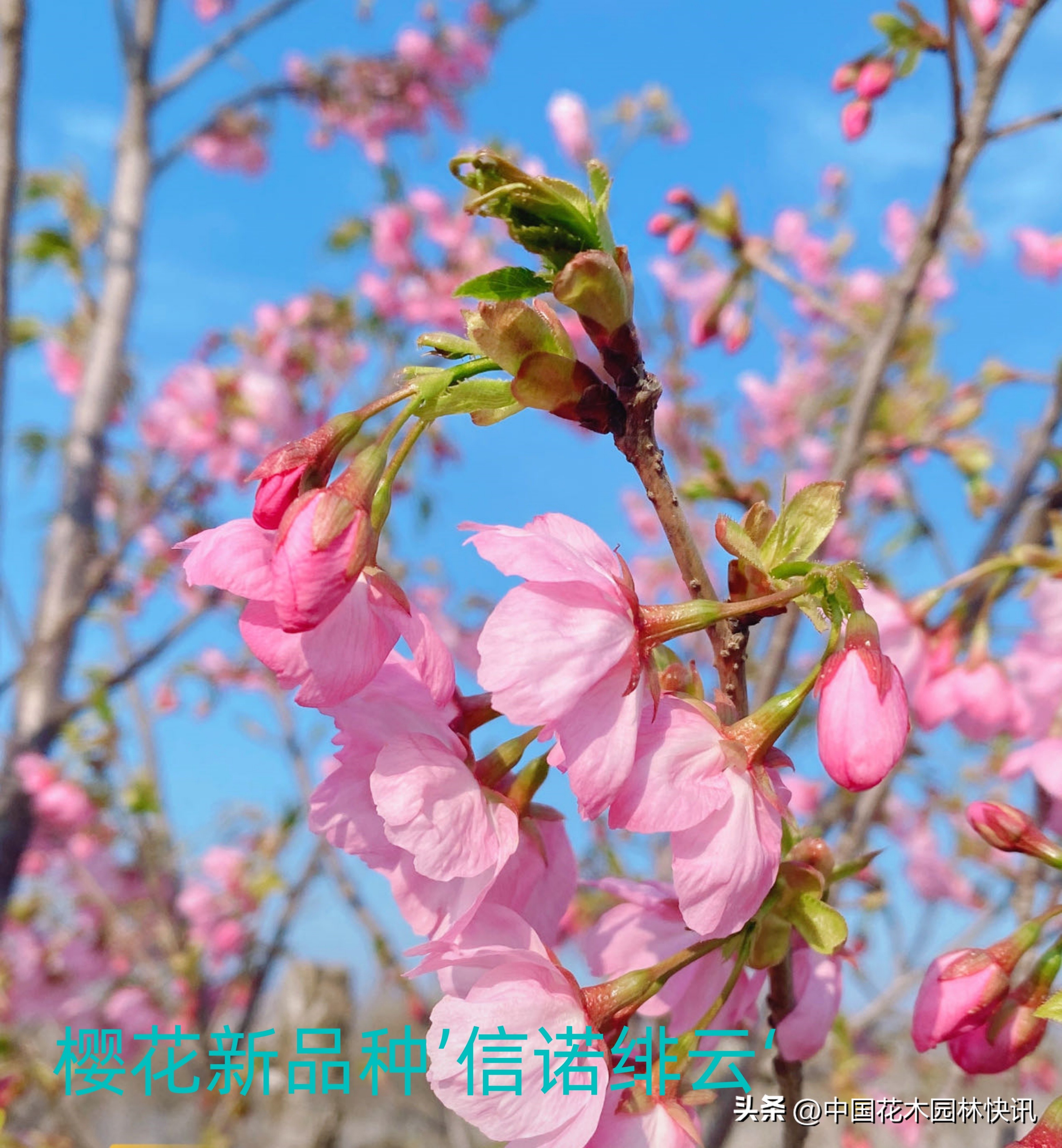 青岛樱桃谷樱花,青岛大崂樱花谷单樱