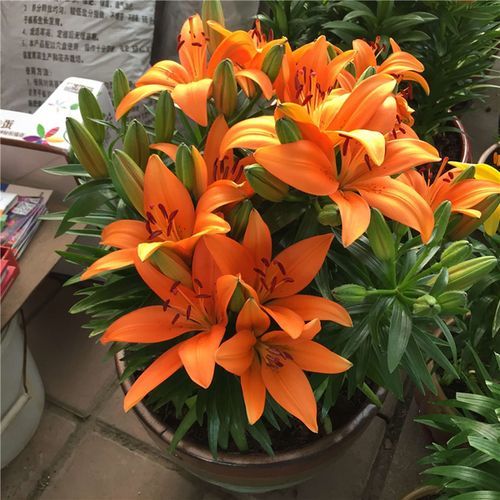 重瓣香水百合的种植时间和方法,香水百合的种植方法和注意事项