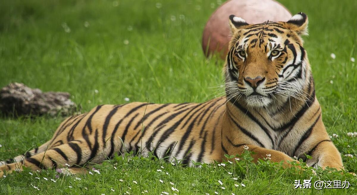 吉林珲春四只东北虎拦路,珲春路遇老虎