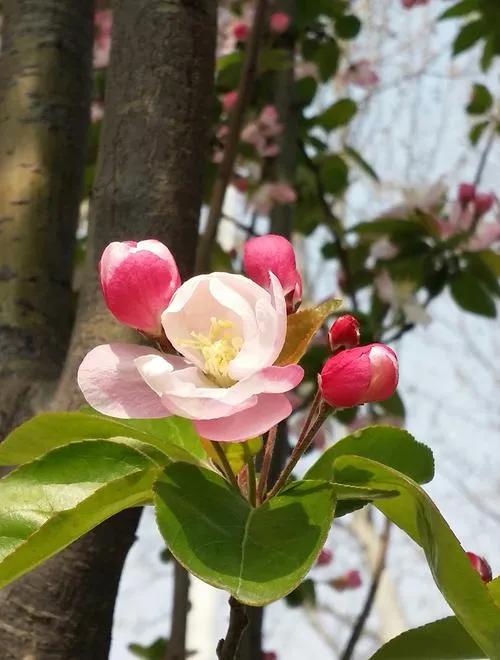 近代四大买办 (近代买办阶层的形成发展和衰落)