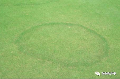 草坪锈病的病害预测及防治策略,草坪病害识别与防治