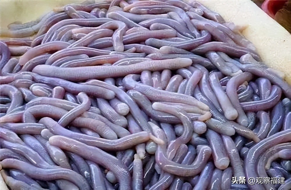 诏安秋天吃什么海鲜,福建各种海鲜图片大全