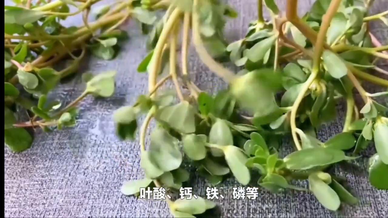 马齿苋泡澡的功效,野菜马齿苋的功效