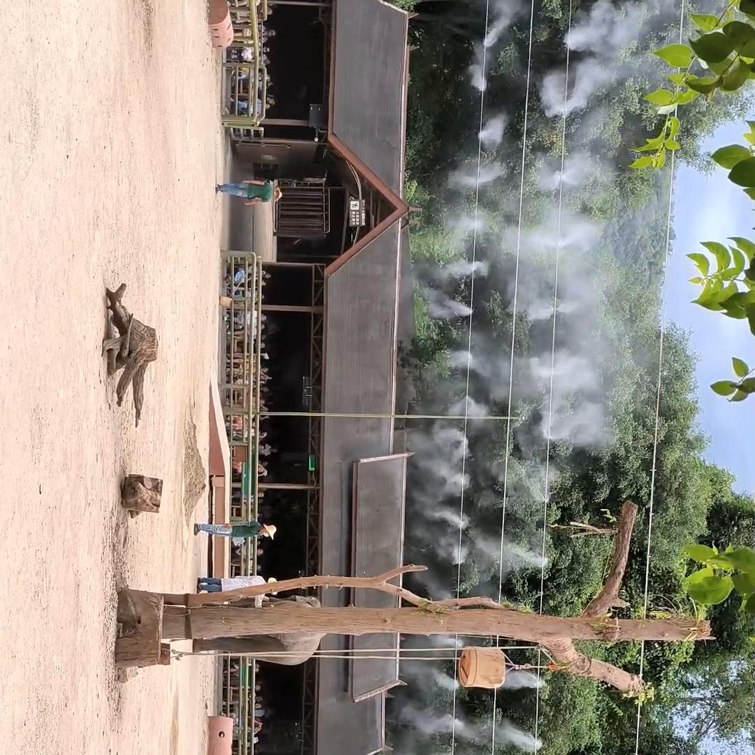 野象谷热带雨林景区,野象谷热带雨林景区表演时间