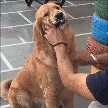 不建议养的10种狗排名,这7种狗公认无攻击性很适合家养