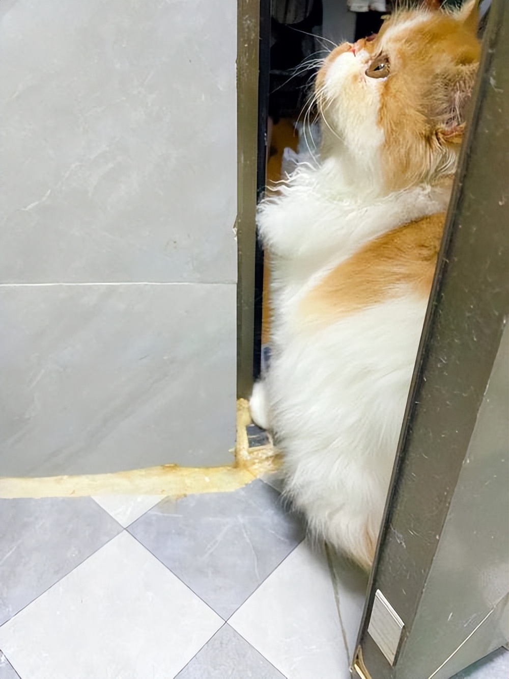 猫出现这个行为要注意什么,千万别忽略猫的这4种反常行为