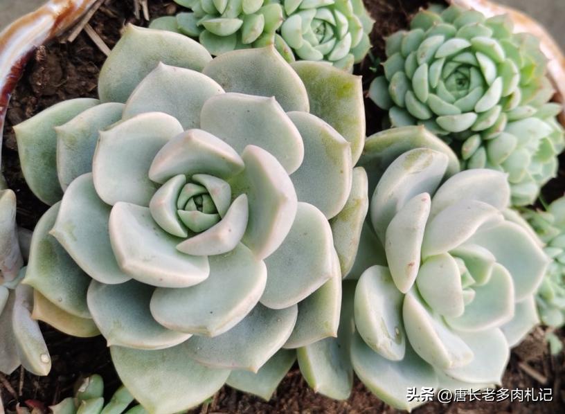 多肉月亮仙子突然烂了是怎么回事,多肉月亮仙子和静夜的区别