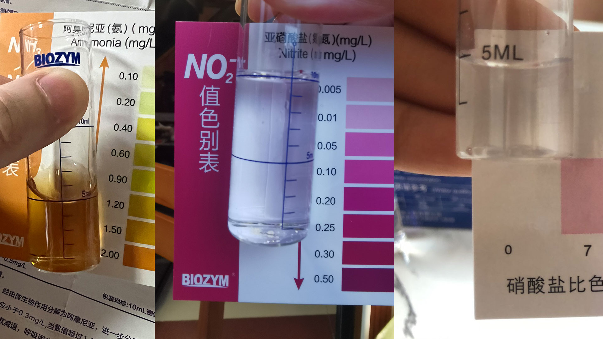 硝化细菌培养成功的标志,硝化细菌培养成功没有腥味