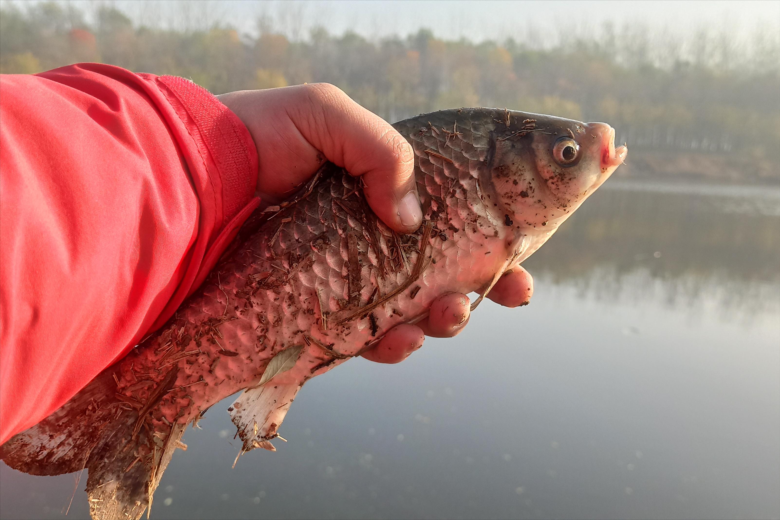 冰冻红虫一次用不完怎么保存,红虫放在沙子里可以保存多久