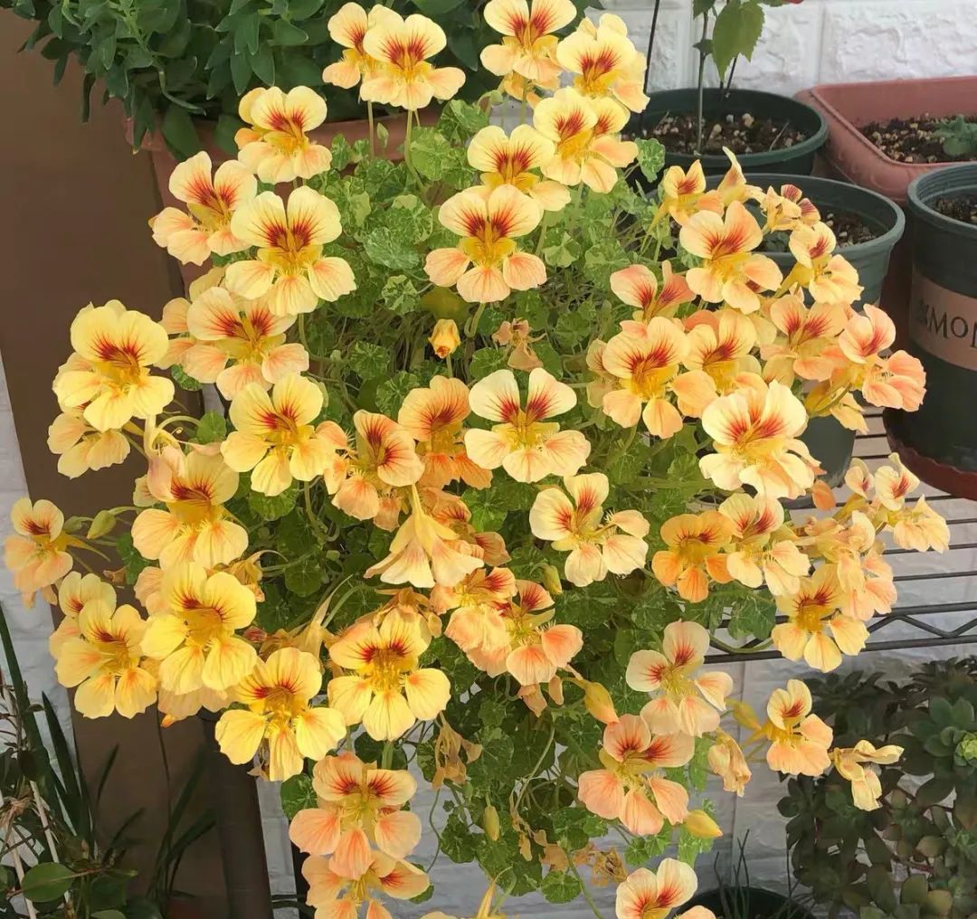 阳台最好养的草花推荐,阳台草花